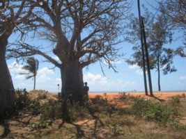 Cabo Delgado